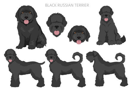 Black Russian terrier clipart. Different coat colors and poses set. Vector illustrationのイラスト素材
