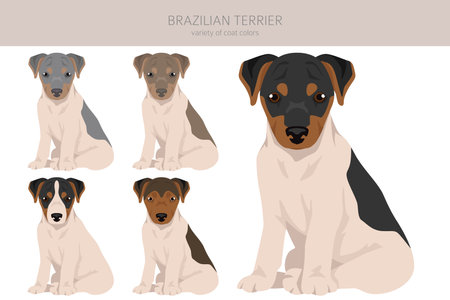 Brazilian terrier puppy clipart. Different coat colors and poses set. Vector illustrationのイラスト素材