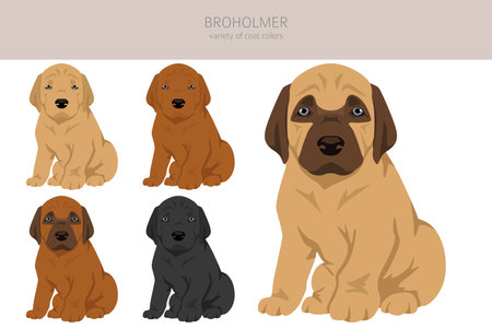 Broholmer puppy clipart. Different coat colors and poses set. Vector illustrationのイラスト素材