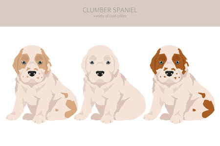 Clumber spaniel puppy clipart. Different poses, coat colors set. Vector illustrationのイラスト素材