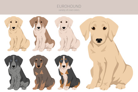 Eurohound clipart. Different coat colors set. Vector illustrationのイラスト素材