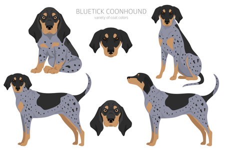Bluetick coonhound clipart. Different coat colors and poses set. Vector illustrationのイラスト素材