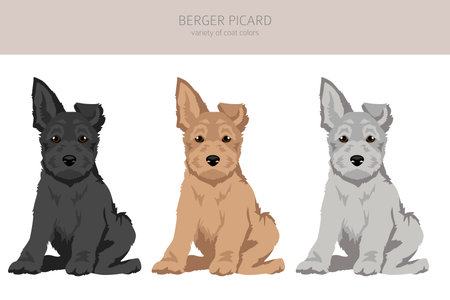 Berger picard puppy clipart. Different coat colors and poses set. Vector illustrationのイラスト素材