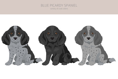 Blue Picardy Spaniel puppy clipart. Different coat colors and poses set. Vector illustrationのイラスト素材
