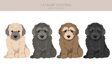 Catalan Sheepdog puppy clipart. Different poses, coat colors set. Vector illustrationのイラスト素材