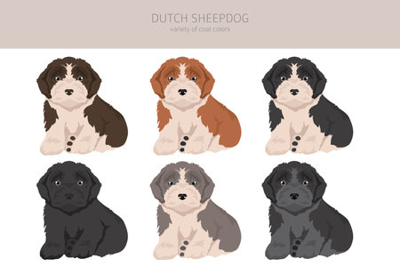 Dutch sheepdog Schapendoes puppy clipart. Different poses, coat colors set. Vector illustrationのイラスト素材