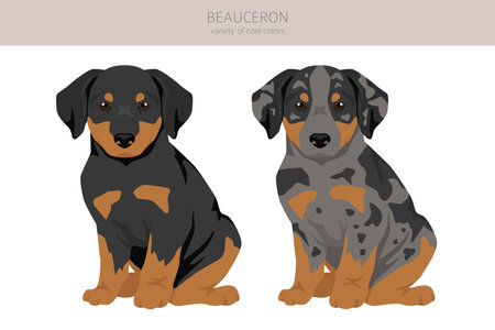 Beauceron dog, French shepherd puppy clipart. All coat colors set. Different position. All dog breeds characteristics infographic. Vector illustrationのイラスト素材