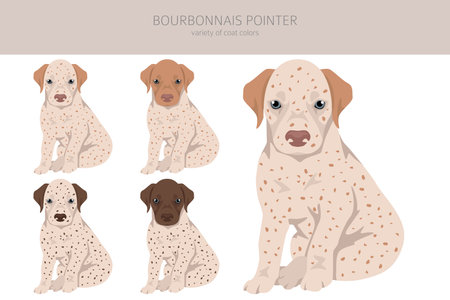 Bourbonnais pointer puppy clipart. Different coat colors and poses set. Vector illustrationのイラスト素材
