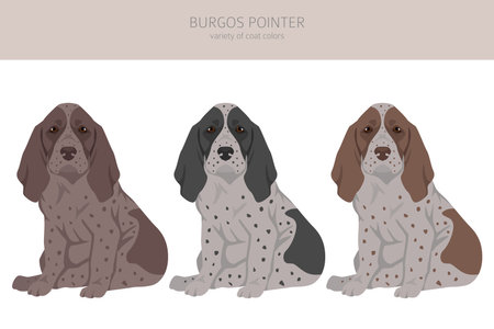 Burgos Pointer puppy clipart. Different coat colors and poses set. Vector illustrationのイラスト素材
