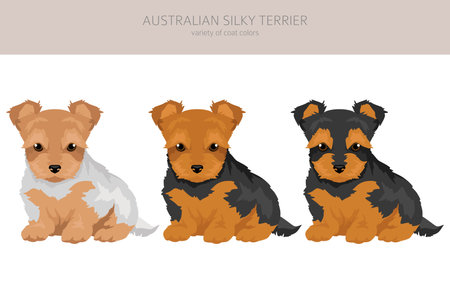 Australian silky terrier all colors puppy clipart. Different coat colors and poses set. Vector illustrationのイラスト素材