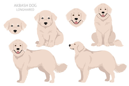 Akbash dog longhaired clipart. Different poses, coat colors set. Vector illustrationのイラスト素材