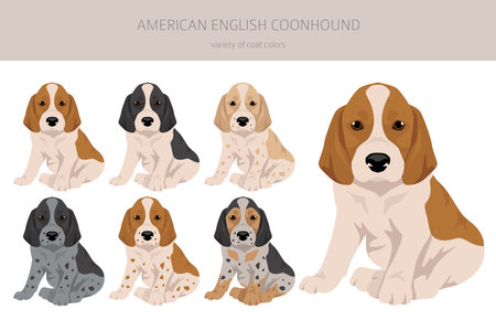 American English coonhound puppy all colors clipart. Different coat colors set. Vector illustrationのイラスト素材