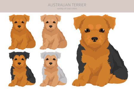 Australian terrier puppy all colors clipart. Different coat colors and poses set. Vector illustrationのイラスト素材