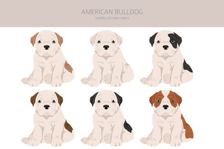 American bulldog puppy all colors clipart. Different coat colors set. Vector illustrationのイラスト素材