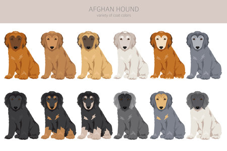 Afghan hound puppy all colors clipart. Different coat colors set. Vector illustrationのイラスト素材