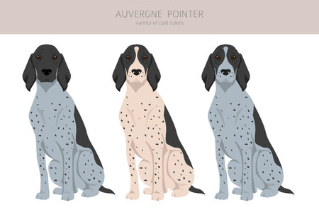 Auvergne Pointer clipart. Different poses, coat colors set. vector illustrationのイラスト素材
