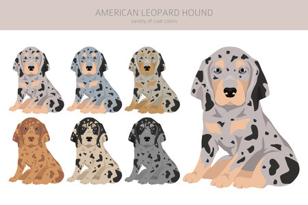American leopard hound puppy all coat colors clipart. All dog breeds infographic. Vector illustrationのイラスト素材