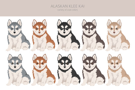 Alaskan Klee Kai puppy all colors clipart. Different coat colors set. Vector illustrationのイラスト素材
