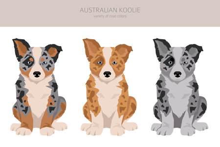 Australian koolie puppy clipart. Different poses, coat colors set. vector illustrationのイラスト素材
