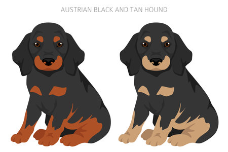 Austrian black and tan hound puppy clipart. Different poses, coat colors set. vector illustrationのイラスト素材