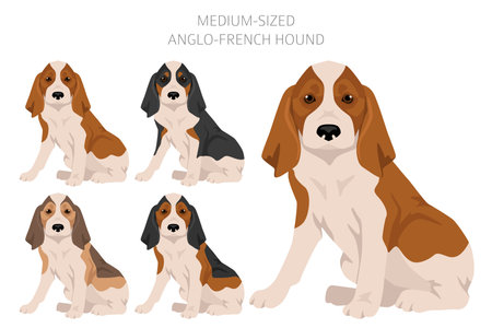 Medium sized Anglo-French hound puppy clipart. Different poses, coat colors set. Vector illustrationのイラスト素材