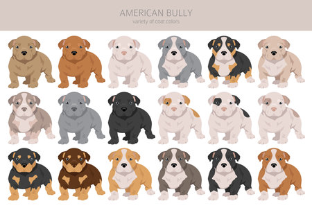 American bully puppy all colors clipart. Different coat colors set. Vector illustrationのイラスト素材