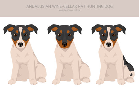 Andalusian Wine-cellar rat hunting dog puppy clipart. Different poses, coat colors set. Vector illustrationのイラスト素材