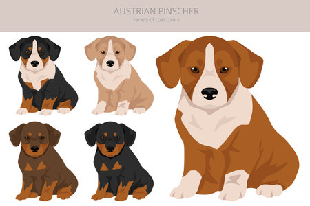 Austrian pinscher puppy clipart. Different poses, coat colors set. vector illustrationのイラスト素材