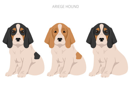 Ariege hound clipart. Different poses, coat colors set. vector illustrationのイラスト素材
