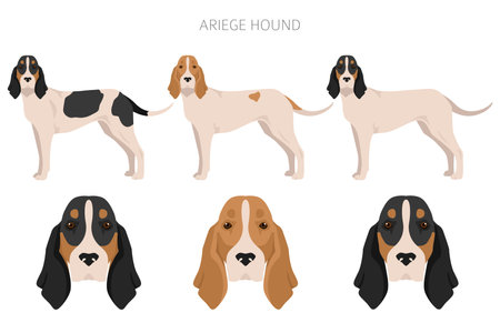Ariege hound clipart. Different poses, coat colors set. vector illustrationのイラスト素材