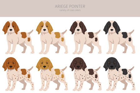 Ariege pointer clipart. Different poses, coat colors set. vector illustrationのイラスト素材