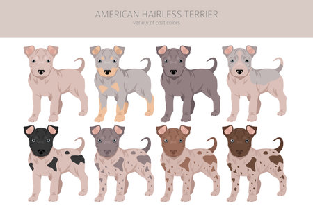 American hairless terrier puppy all colors clipart. Different coat colors and poses set. Vector illustrationのイラスト素材