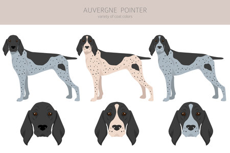 Auvergne Pointer clipart. Different poses, coat colors set. vector illustrationのイラスト素材