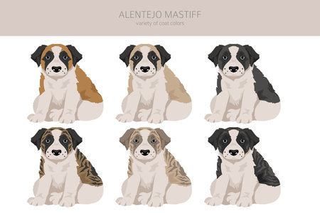 Alentejo mastiff puppy all colors clipart. Different coat colors set. Vector illustrationのイラスト素材