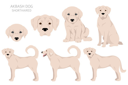 Akbash dog shorthaired clipart. Different poses, coat colors set. Vector illustrationのイラスト素材