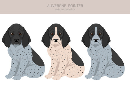 Auvergne Pointer clipart. Different poses, coat colors set. vector illustrationのイラスト素材