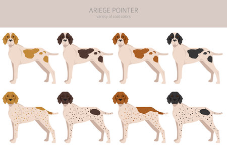 Ariege pointer clipart. Different poses, coat colors set. vector illustrationのイラスト素材