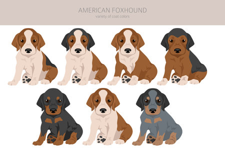 American foxhound puppy all colors clipart. Different coat colors set. Vector illustrationのイラスト素材