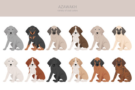 Azawakh all colors clipart. Different coat colors and poses set. Vector illustrationのイラスト素材