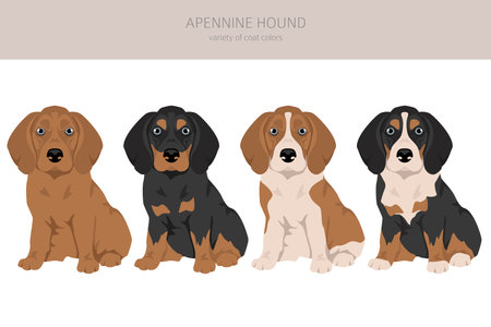 Apennine hound puppy clipart. Different poses, coat colors set. Vector illustrationのイラスト素材
