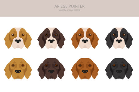 Ariege pointer clipart. Different poses, coat colors set. vector illustrationのイラスト素材