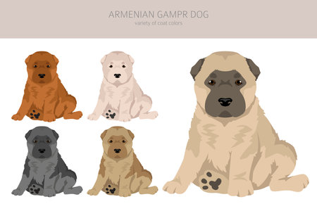 Armenian Gampe dog puppy clipart. Different poses, coat colors set. vector illustrationのイラスト素材