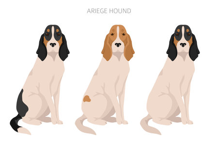 Ariege hound clipart. Different poses, coat colors set. vector illustrationのイラスト素材