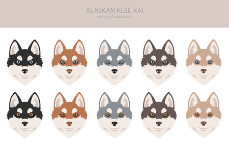 Alaskan Klee Kai all colors clipart. Different coat colors set. Vector illustrationのイラスト素材