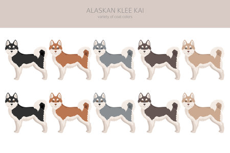 Alaskan Klee Kai all colors clipart. Different coat colors set. Vector illustrationのイラスト素材