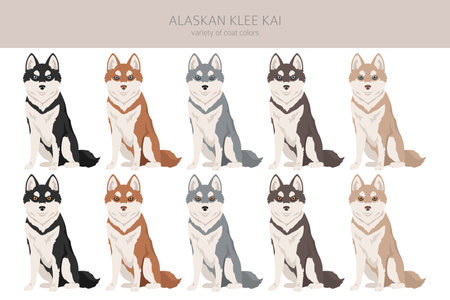 Alaskan Klee Kai all colors clipart. Different coat colors set. Vector illustrationのイラスト素材
