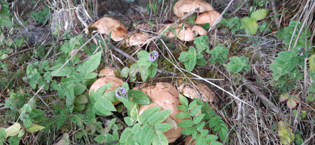 Mushrooms in the forest. Bulgarian Rhodope Mountains. Lake Dospat. Balkans. Close-up shot of forest landscapeの写真素材