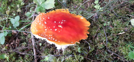 Amanita muscaria, Mushrooms in the forest. Bulgarian Rhodope Mountains. Lake Dospat. Balkans. Close-up shot of forest landscapeの写真素材