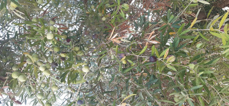 Olive tree close up view. Backgroundの写真素材