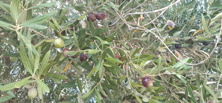 Olive tree close up view. Backgroundの写真素材